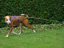 LEO, Hund, Jagdhund in Mengkofen - Bild 7