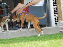 LEO, Hund, Jagdhund in Mengkofen - Bild 8
