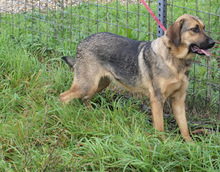 AIKO, Hund, Mischlingshund in Kroatien - Bild 1
