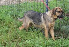 AIKO, Hund, Mischlingshund in Kroatien - Bild 2