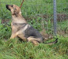 AIKO, Hund, Mischlingshund in Kroatien - Bild 4