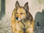 ALVIKA, Hund, Mischlingshund in Slowakische Republik - Bild 4
