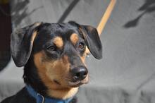 BORIS, Hund, Mischlingshund in Slowakische Republik - Bild 1
