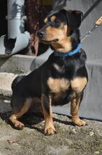 BORIS, Hund, Mischlingshund in Slowakische Republik - Bild 2