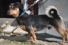 BORIS, Hund, Mischlingshund in Slowakische Republik - Bild 3
