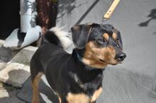 BORIS, Hund, Mischlingshund in Slowakische Republik - Bild 4