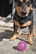 BORIS, Hund, Mischlingshund in Slowakische Republik - Bild 7