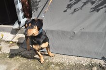 BORIS, Hund, Mischlingshund in Slowakische Republik - Bild 8