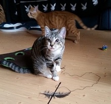 LILITH, Katze, Europäisch Kurzhaar in Issum - Bild 4