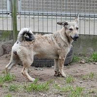 MATHILDA, Hund, Mischlingshund in Celle - Bild 1
