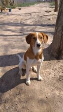 JAIRO, Hund, Mischlingshund in Spanien - Bild 1
