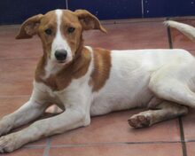 JAIRO, Hund, Mischlingshund in Spanien - Bild 10