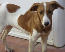 JAIRO, Hund, Mischlingshund in Spanien - Bild 11