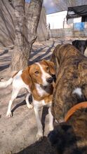 JAIRO, Hund, Mischlingshund in Spanien - Bild 2