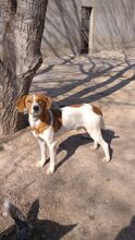 JAIRO, Hund, Mischlingshund in Spanien - Bild 3