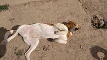 JAIRO, Hund, Mischlingshund in Spanien - Bild 5