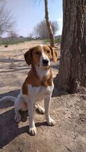 JAIRO, Hund, Mischlingshund in Spanien - Bild 6