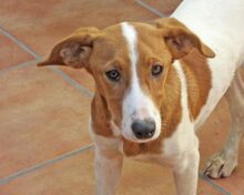 JAIRO, Hund, Mischlingshund in Spanien - Bild 8
