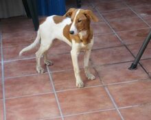 JAIRO, Hund, Mischlingshund in Spanien - Bild 9