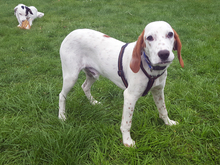 FRED, Hund, Mischlingshund in Issum - Bild 1