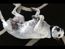 FRED, Hund, Mischlingshund in Issum - Bild 2