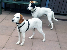 FRED, Hund, Mischlingshund in Issum - Bild 3