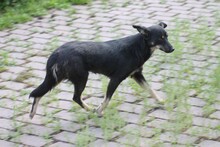 AGARA, Hund, Pinscher-Mix in Lohra-Reimershausen - Bild 3
