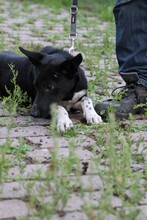 JOLO, Hund, Pinscher-Mix in Lohra-Reimershausen - Bild 5