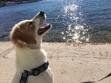 RIA, Hund, Mischlingshund in Kroatien - Bild 6