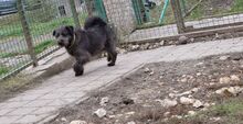 NOA, Hund, Mudi-Mix in Ungarn - Bild 6