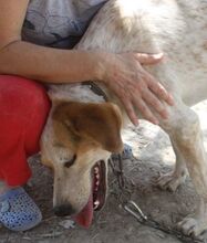 MADITO, Hund, Pointer-Mix in Griechenland - Bild 5