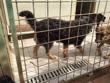 ARAMIS, Hund, Terrier in Kroatien - Bild 8