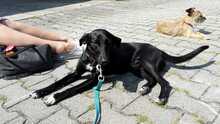 LENI, Hund, Mischlingshund in Crailsheim - Bild 1