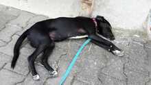 LENI, Hund, Mischlingshund in Crailsheim - Bild 2