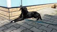 LENI, Hund, Mischlingshund in Crailsheim - Bild 4