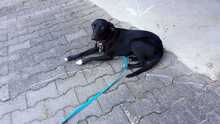 LENI, Hund, Mischlingshund in Crailsheim - Bild 5