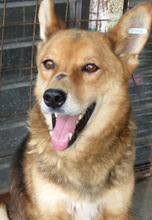 ANDI, Hund, Mischlingshund in Rumänien - Bild 1