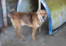 ANDI, Hund, Mischlingshund in Rumänien - Bild 3