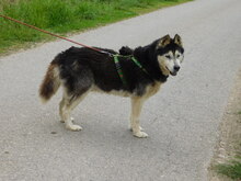 ARAGORN, Hund, Siberian Husky in Obersüßbach - Bild 1