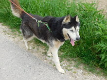 ARAGORN, Hund, Siberian Husky in Obersüßbach - Bild 11