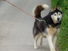 ARAGORN, Hund, Siberian Husky in Obersüßbach - Bild 3