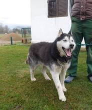 ARAGORN, Hund, Siberian Husky in Obersüßbach - Bild 4