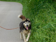 ARAGORN, Hund, Siberian Husky in Obersüßbach - Bild 5