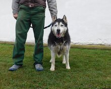 ARAGORN, Hund, Siberian Husky in Obersüßbach - Bild 6