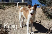 KEISY, Hund, Podenco-Mix in Spanien - Bild 1