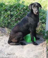 SIERENA, Hund, Mischlingshund in Ungarn - Bild 4