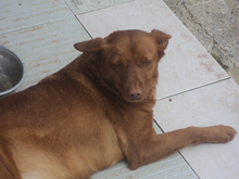 LITTLE, Hund, Podenco in Spanien - Bild 7