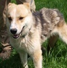 AZRIEL, Hund, Mischlingshund in Kroatien - Bild 2