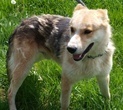 AZRIEL, Hund, Mischlingshund in Kroatien - Bild 3