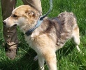 AZRIEL, Hund, Mischlingshund in Kroatien - Bild 5